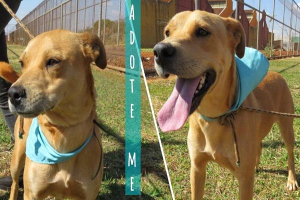 Campanha pretende encontrar adoção para cães que foram abandonados em penitenciária