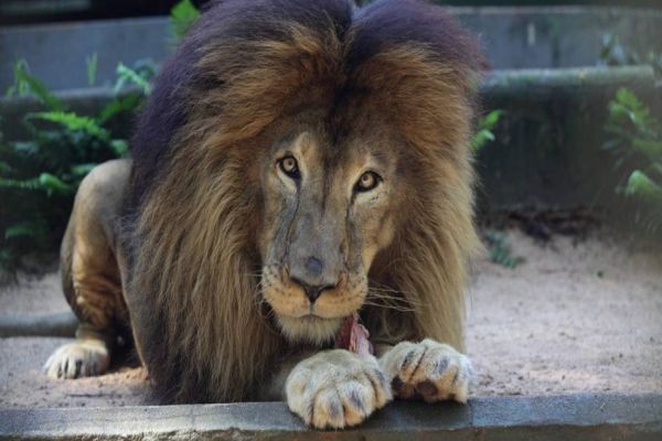 Símbolo da luta contra maus tratos animais, Leão Gaúcho ruge pela última vez