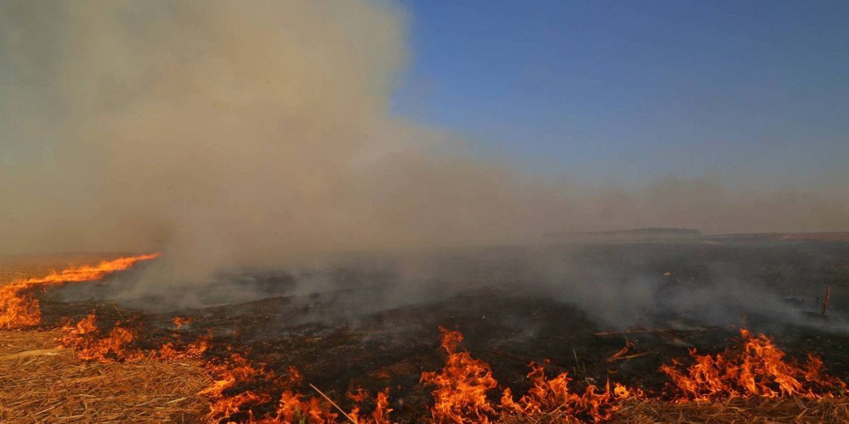 Impacto da seca vai além da falta de água: prejudica agricultura, saúde e agrava riscos de incêndios