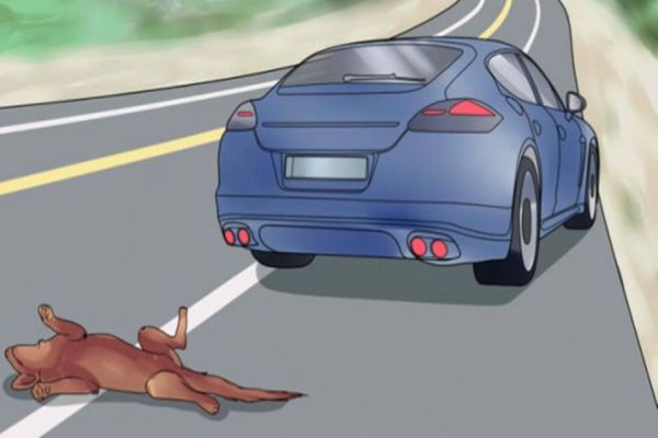 Motoristas deverão prestar socorro a animais atropelados; Multa pode chegar a R$ 50 mil