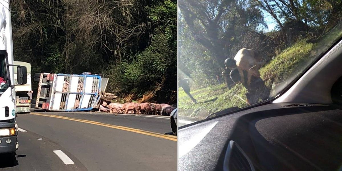 Carreta carregada com porcos tomba e carga é saqueada na BR-277 entre Virmond e Cantagalo