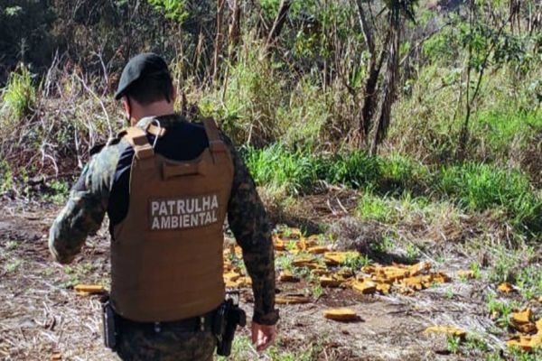Imagem referente a notícia: Guarda Municipal e Meio Ambiente impedem desmatamento no Bairro Cascavel Velho