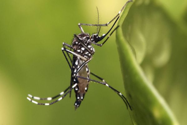 Paraná registra mais 18 novos casos confirmados de dengue