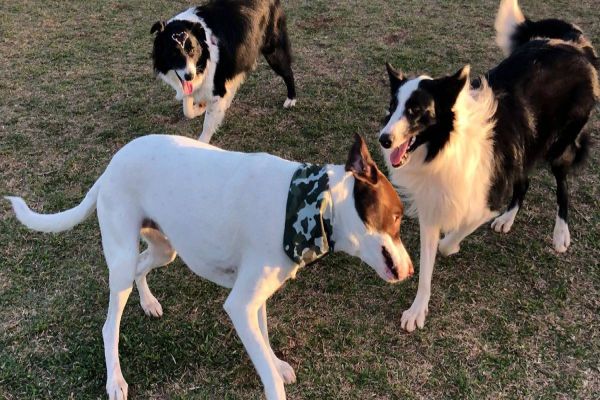 Espaço público para cães, primeiro ParCão, no EcoPark Oeste, é um sucesso em Cascavel