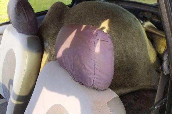 Vaca é encontrada dentro de carro abandonado em estrada rural no Paraná