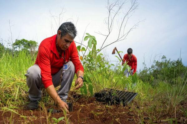 Itaipu Binacional comemora o plantio de 24 milhões de árvores
