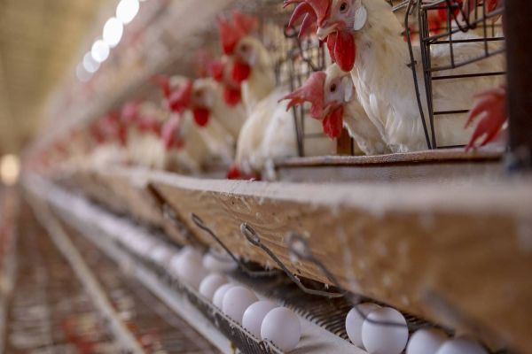 Paraná teve maior crescimento do Brasil nas exportações de carne de peru de janeiro a julho