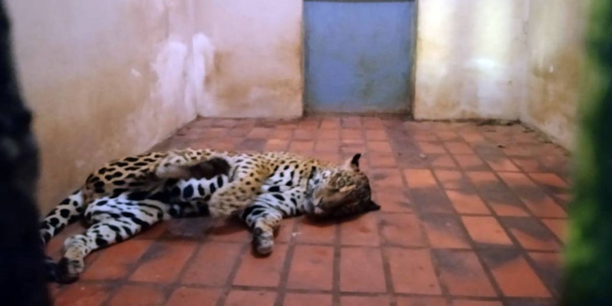 Parte dos animais do Bosque Guarani serão transferidos para Cascavel