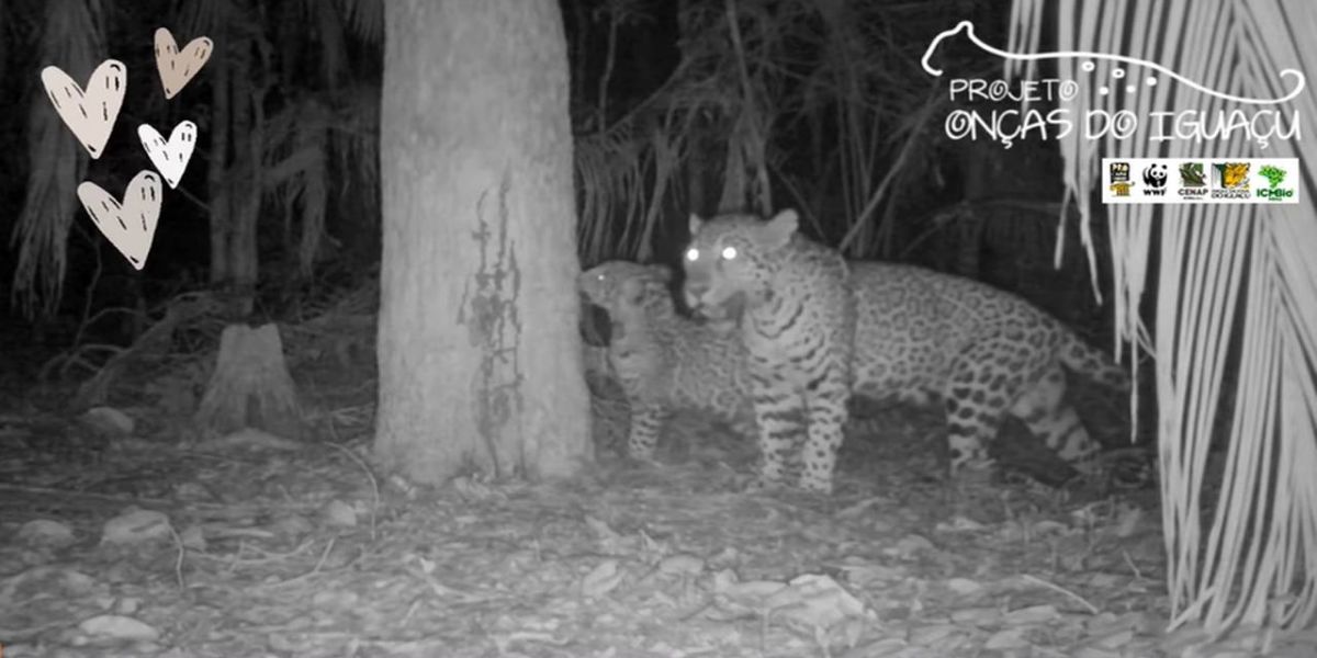 Onça Cacira é filmada passeando com os filhotes no Parque Nacional do Iguaçu
