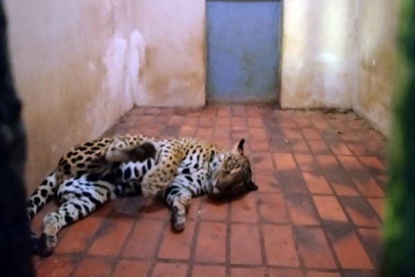 Parte dos animais do Bosque Guarani serão transferidos para Cascavel