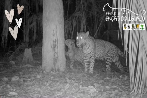 Imagem referente a notícia: Onça Cacira é filmada passeando com os filhotes no Parque Nacional do Iguaçu