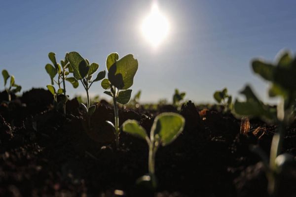 Produtores iniciam plantio da soja e área de cultivo deve chegar a 5,62 milhões de hectares