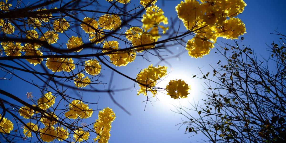 Dia da Árvore: AMIC PR desenvolve ação de plantio e distribuição de mudas