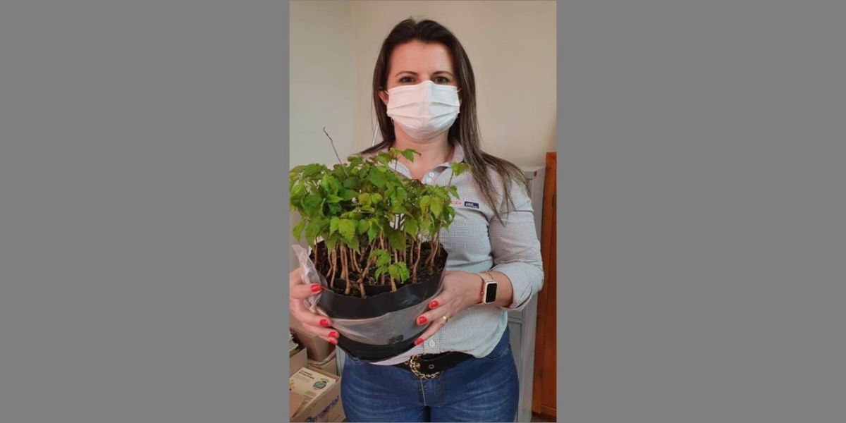 Coopavel distribui 32 mil mudas em homenagem ao Dia da Árvore