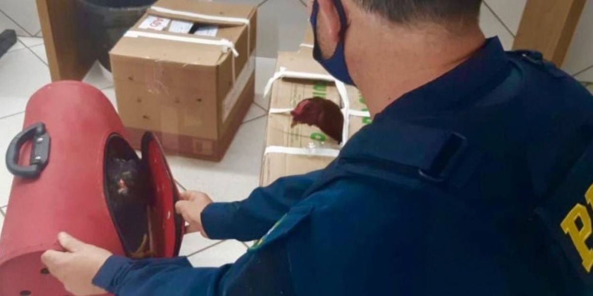 Prefeito de Boa Vista da Aparecida é detido novamente transportando galos de rinha na BR-386