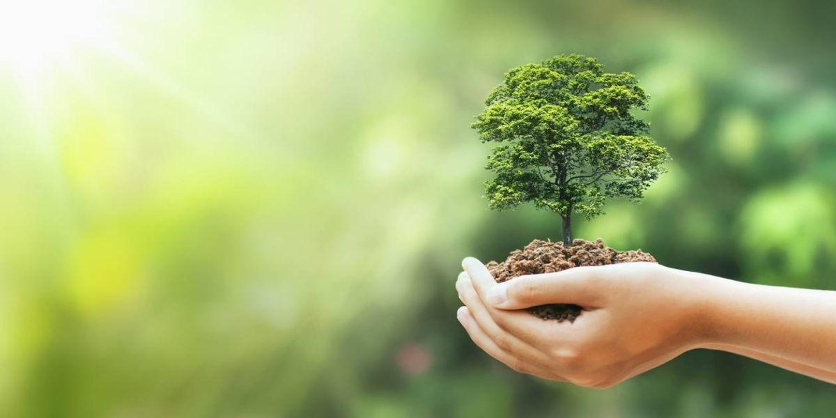 Acic realiza ação inédita para lembrar o Dia da Árvore