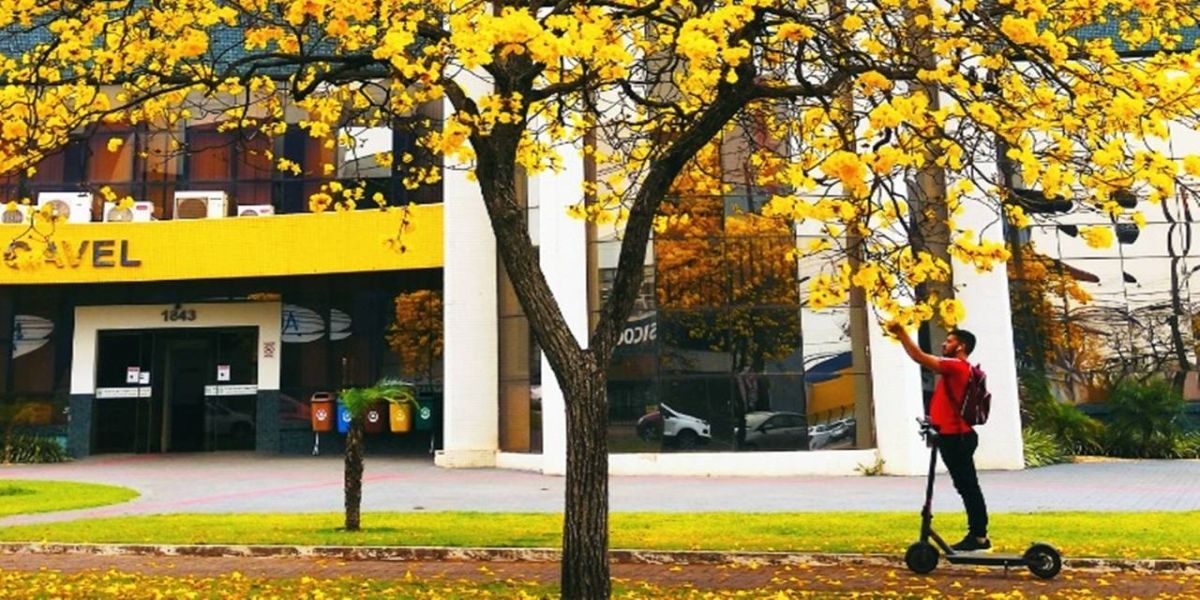 Foto que mostra ipê amarelo vence concurso inédito da Acic