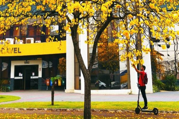Foto que mostra ipê amarelo vence concurso inédito da Acic