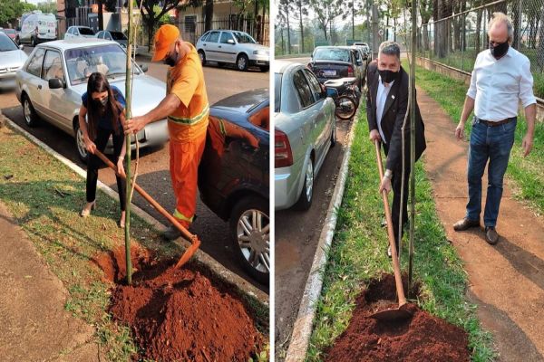 Árvore símbolo de Cascavel: Ipês-amarelos são plantados em frente à AMIC PR