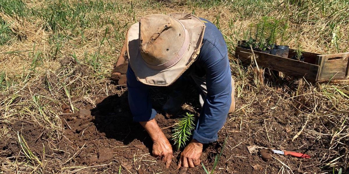 Trinta mil árvores são plantadas em ações do programa Mais Verde, Mais Vida