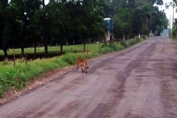 Onça parda passeia por Santa Tereza do Oeste