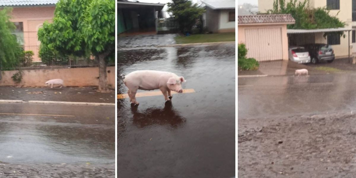 Inusitado: Leitão é flagrado passeando pelas ruas de Catanduvas
