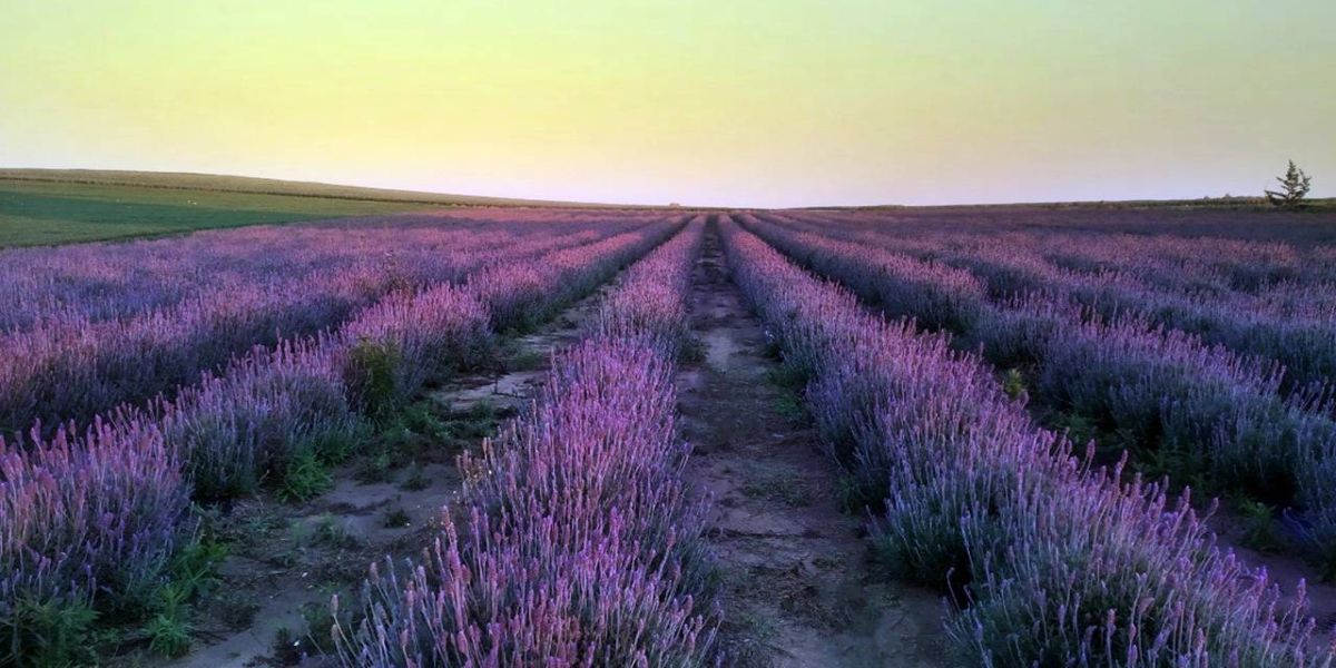 Produtores esperam aumento de vendas de flores com retorno dos eventos presenciais