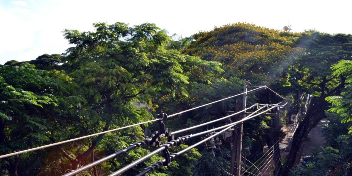 Plantio de árvores: espécies inadequadas interferem na infraestrutura do município