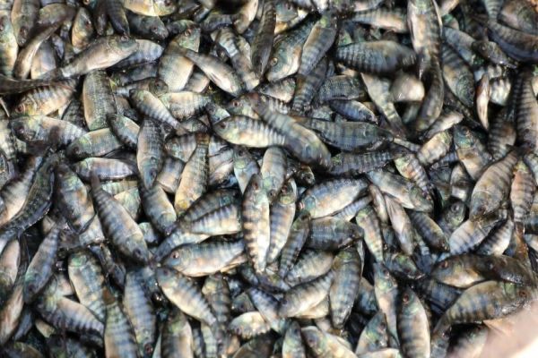 Copacol inicia alojamento da safra de alevinos com meta de crescimento