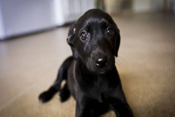 Comissão discute proposta que considera animais não humanos como sujeitos de direitos