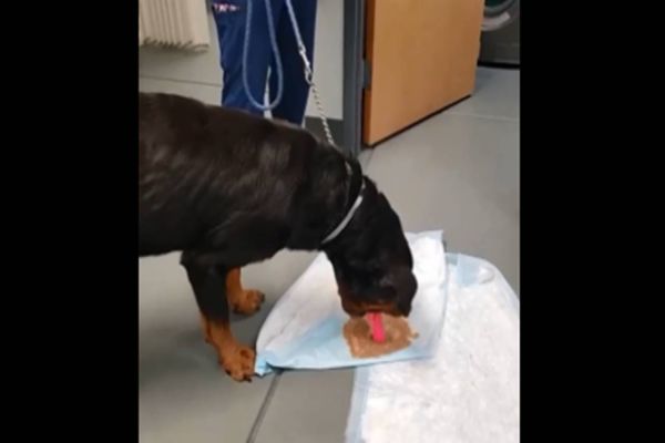 Cachorro é levado ao veterinário e vomita vibrador de dona; veja vídeo