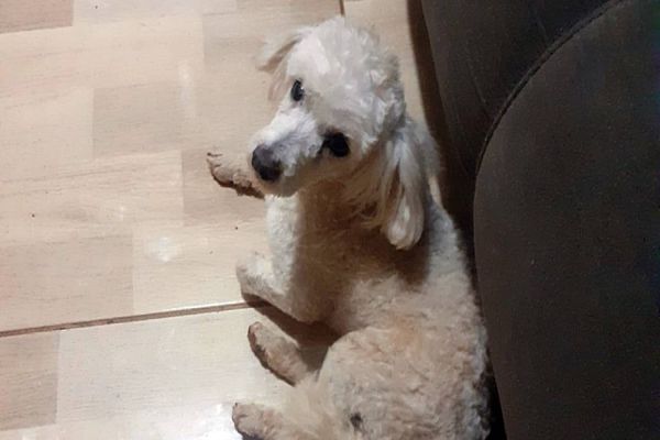 Morador do Bairro Santa Felicidade encontra animalzinho perdido e pede ajuda para localizar o dono