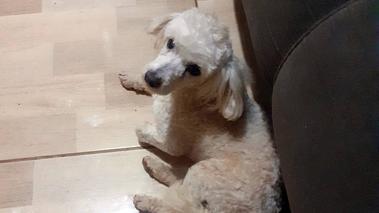 Morador do Bairro Santa Felicidade encontra animalzinho perdido e pede ajuda para localizar o dono