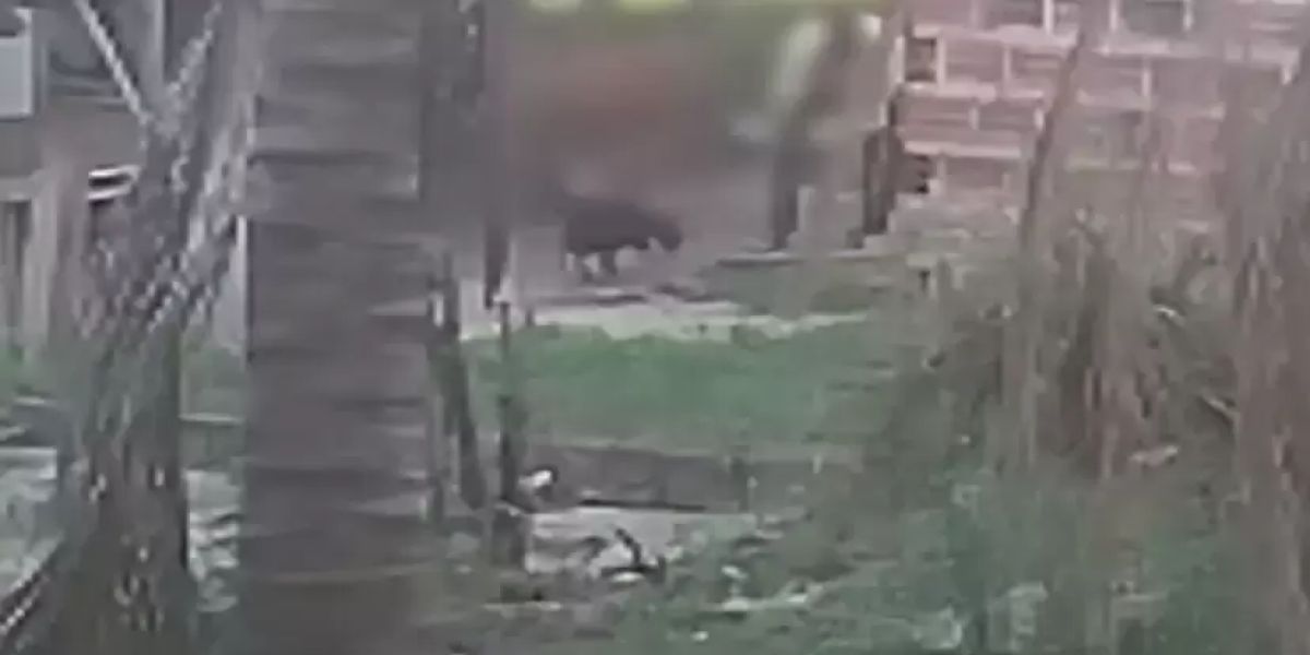 Idoso é multado após ser flagrado espancando cachorro no Paraná