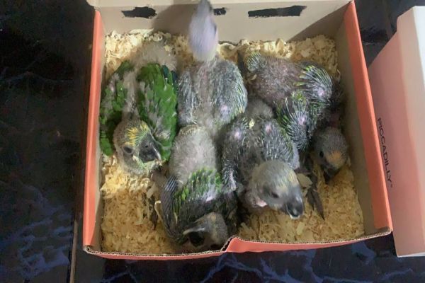 Imagem referente a notícia: BPFRON, BPRV e BPAMB resgatam aves silvestre durante abordagem em Capitão Leônidas Marques