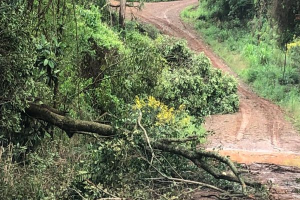 Agro: Falta de energia na área rural compromete produção na região oeste do Paraná