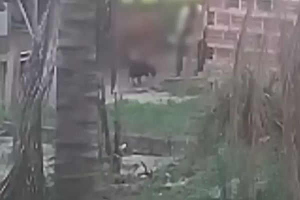 Imagem referente a notícia: Idoso é multado após ser flagrado espancando cachorro no Paraná