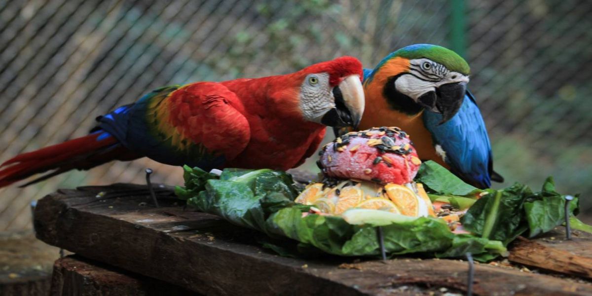 Visitas ao zoológico de Cascavel serão agendadas