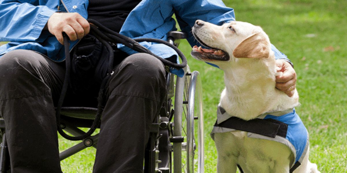 Vereadores pedem ampliação da lei sobre cães-guia para mais tipos de deficiência