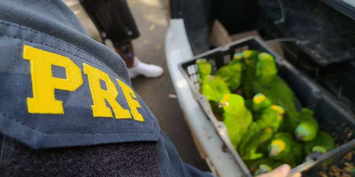 PRF apreende mais de 100 pássaros na BR-373 no Paraná