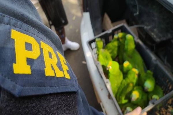 PRF apreende mais de 100 pássaros na BR-373 no Paraná