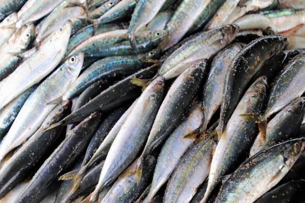 Parceria entre Itaipu e Copacol vai distribuir peixes para 40 mil alunos de escolas públicas do PR