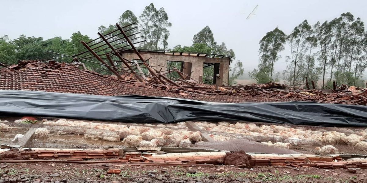 Mais de 20 mil frangos são perdidos após o temporal no Ramal Balu em Assis Chateaubriand