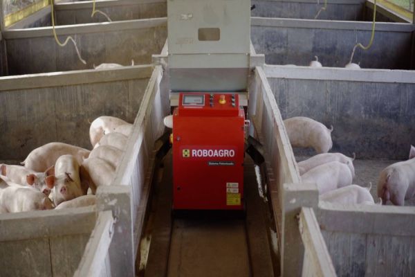 Robô que alimenta animais insere conceitos da era 4.0 na suinocultura