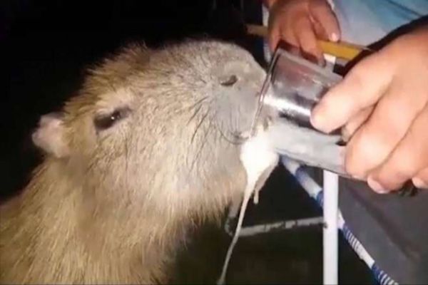 Imagem referente a notícia: Maus-tratos: Vídeo mostra homem dando cerveja para capivara