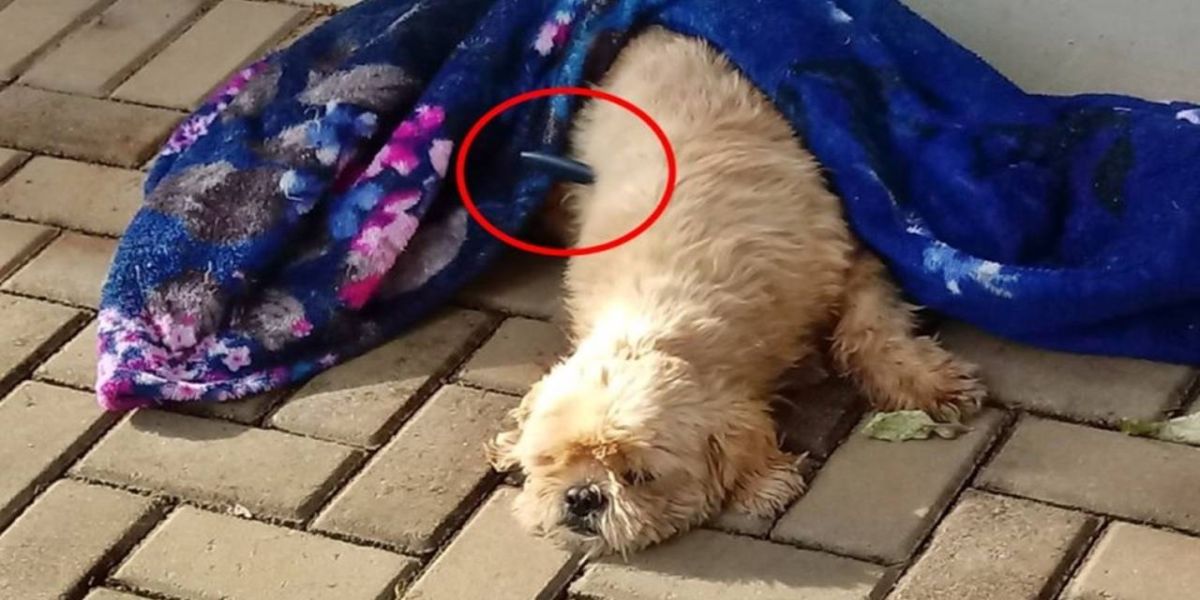 Covardia; Cachorro é esfaqueado em Marechal Rondon