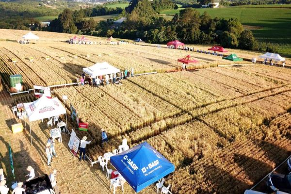 Cultivares de alto potencial mostram força do trigo em dia de campo no Sudoeste