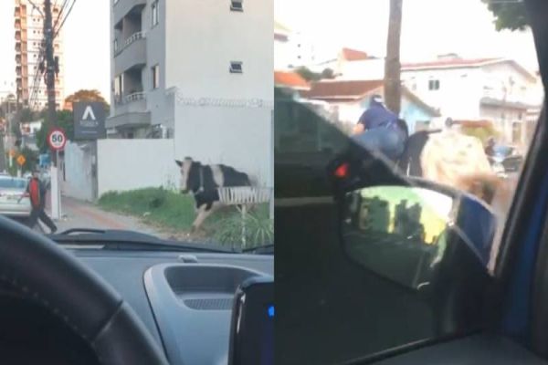 Vaca foge de caminhão tombado e 'atropela' motociclista em Santa Catarina
