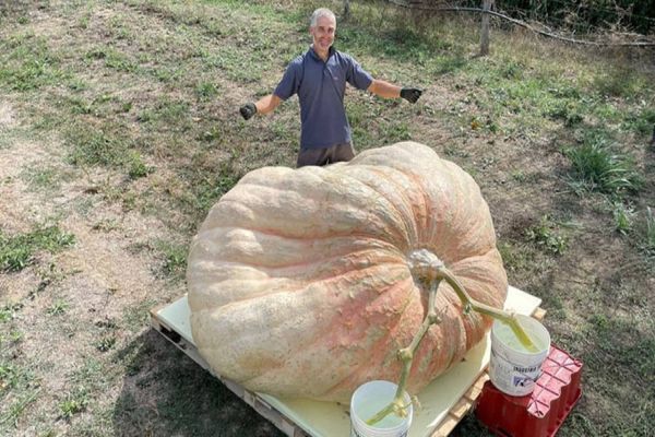 Fazendeiro na Itália colhe abóbora de 1,2 tonelada e bate recorde mundial