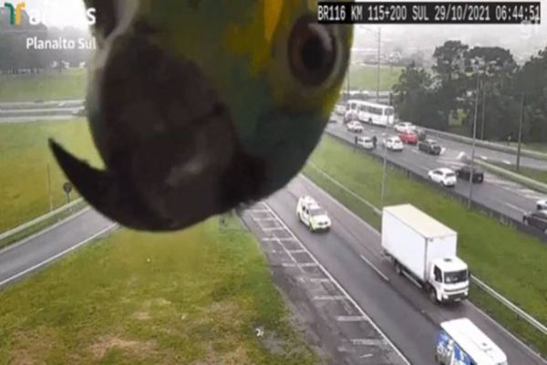Papagaio aparece em câmera de monitoramento da BR-116, no Paraná; VÍDEO